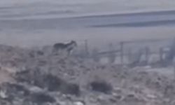 Van’da iki kurt şehre indi!