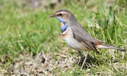 Van Gölü’nde muazzam görüntü: Görenler hayran kalıyor!