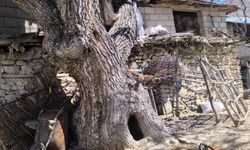 ÇATAK’TA CEViZ AĞACI AHIRIN ÜZERiNE DEVRiLDi