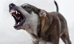 Van’da başıboş sokak köpekleri çocuklara saldırdı: 1 çocuk öldü, 1 çocuk yaralı!