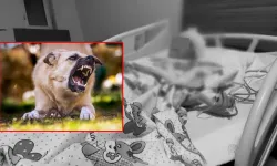 Van’da köpek saldırısı sonrası yanıltıcı haberlere soruşturma başlatıldı