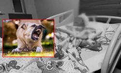 Van’daki köpek saldırısında gözaltına alınan belediye çalışanı hakkında yeni karar!
