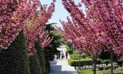 Konya'da sakura mevsimi başladı!