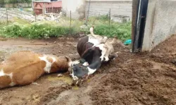 Yıldırım faciası! Yıldırımın çarptığı 2 inek telef oldu