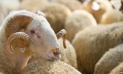 Kurban derileri ülke ekonomisine 20 milyar lira katkı sağlıyor