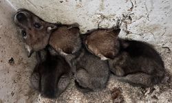Van Gölü Havzası'ndan getirilen vahşi hayvan yavruları koruma altına alındı