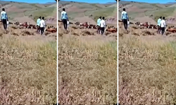 Van’da 4 kişinin yaralandığı iki köyün kavgasında yeni gelişme