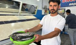 Van'da üç aylık yasağın ardından inci kefali tezgâhlarda