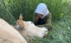 Yüksekova’da geçim kaynağını kaybeden kadın, ineğinin başında gözyaşı döktü