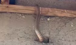 Eve giren yılanlar aileye kabus yaşattı
