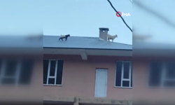 Van’da çatıya çıkan 2 keçi mahalleyi birbirine kattı