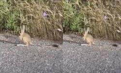 Van’da nadir görülen canlı görüntülendi
