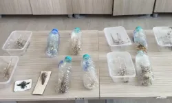 Nemrut Dağı’nda izinsiz tür toplayan 2 yabancıya 1,4 milyon TL ceza
