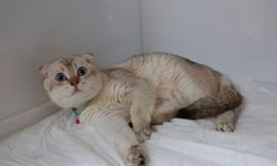 Van’da kedi ve köpek sahiplenmek isteyenler dikkat! Van’da kedi evi açıldı!