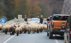 Van’da bir acı olay daha: kamyonetin çarptığı 22 yaşındaki çoban hayatını kaybetti!
