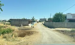 Kedinin ısırdığı 4 yaşındaki çocuk hayatını kaybetti!