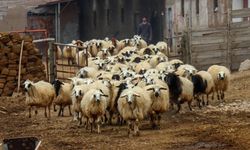 Van’da bu projeyi yapana 2 milyon faizsiz kredi verilecek!
