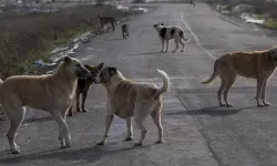 Sahipsiz hayvanların sokakta beslenmesi yasaklandı!