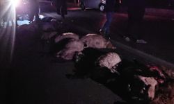 Gece yarısı korkunç kaza! Sürüye çarpan araç 25 koyunu telef etti