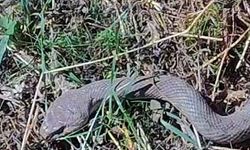 Van’ın sınırında 1,5 metre uzunluğunda kocabaş yılanı görüntülendi!
