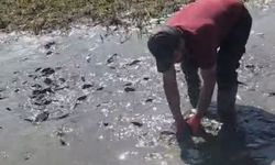 Çamur içinde kıvranan balıklar için ekipler tanker tanker su taşıdı