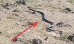 Van'da kayalıklarda dünyanın en zehirli yılanı görüldü!