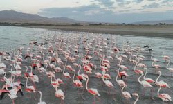 Van’da flamingolar Erçek Gölü’ne kondu