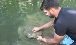 Dere dere gezip yılda 1 kilo altın topluyor! Altın bulunan üç ilçeyi tek tek işaret etti!