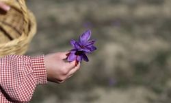 Gramı altınla yarışan safranda hasat zamanı: Kilosu bir milyona yakın!