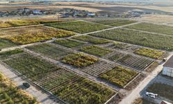 Van’da 5 milyon fidan toprakla buluşacak!