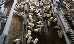 Van’da bir başarı hikayesi: Bulaşık yıkayarak 15 milyonluk dev tesisin sahibi oldu