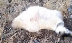 Sağanak yağış faciayla sonlandı: Düşen yıldırım sürüyü yok etti!