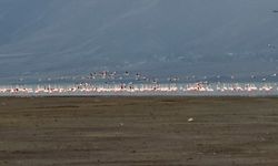 Van Gölü Havzası'nda ezber bozan görüntüler! İlk kez…