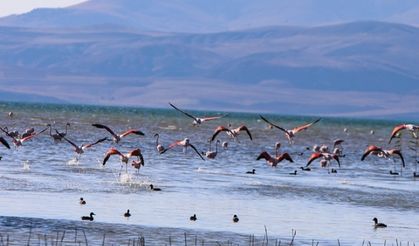 Erçek Gölü flamingolarla renklendi