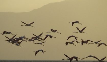 Flamingoların görsel şöleni devam ediyor