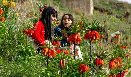Van’da bu çiçeği görürseniz sakın koparmayın: 20 günlük ömürleri, 700 bin TL cezası var!