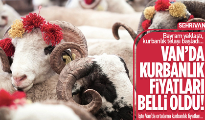 Van’da kurbanlık fiyatları belli oldu!
