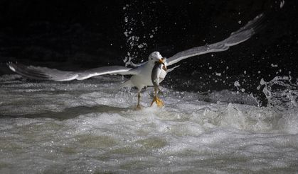 Binlerce kişi Van’a akın etti, mucizevi olay izleyenleri mest etti!