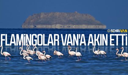 Van Gölü'nde büyüleyici dans!