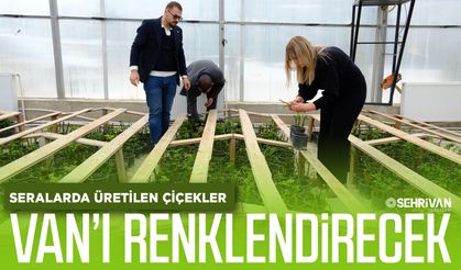Seralarda üretilen çiçekler Van’ı renklendirecek