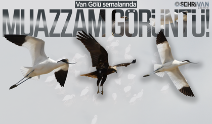Van Gölü’nde muazzam görüntü: Görenler hayran kalıyor!