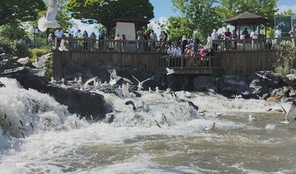 Van'da inci kefali göçü görsel şölen oluşturdu