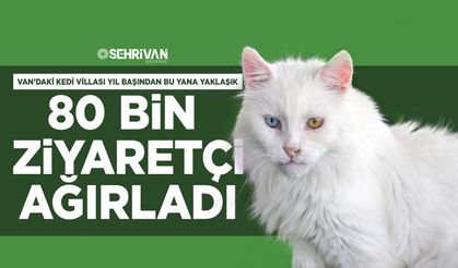 Van'daki Kedi Villası yıl başından bu yana yaklaşık 80 bin ziyaretçi ağırladı