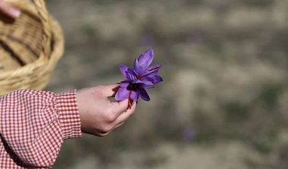 Gramı altınla yarışan safranda hasat zamanı: Kilosu bir milyona yakın!