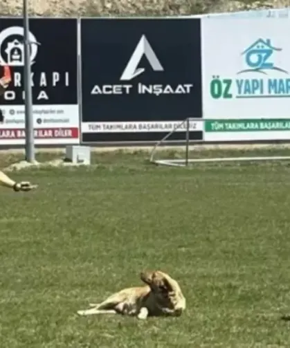 Türk futbol tarihine geçecek olay: Sahaya giren köpek kırmızı kart gördü!