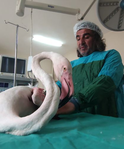 Yaralı halde bulunan flamingo Van’da tedavi altına alındı!
