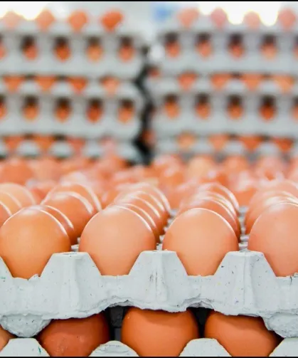 Yumurta fiyatlarına savaş darbesi: Fiyatlar dibi gördü!