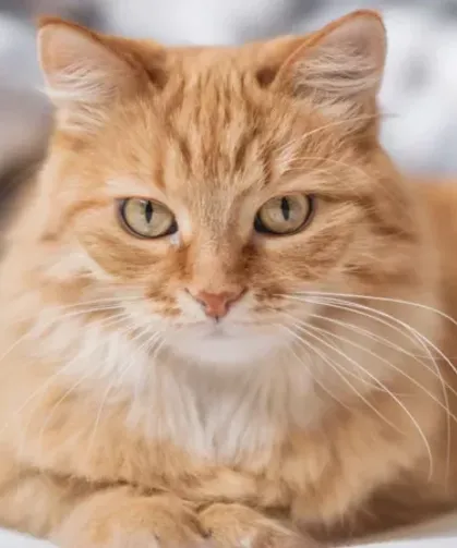 Dünyada bir ilk: Kediye ev hapis cezası verildi!