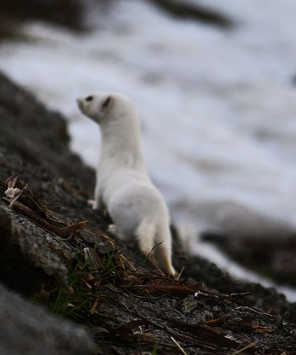 Van Gölü sahilinde görüldü: Ender görülen hayvanlardan!