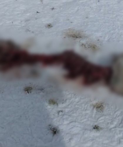 Van’da aç kalan kurtlar şehri merkezine inerek sokak köpeğini yedi